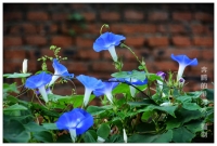 牽牛花開