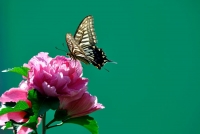 蝶戀花