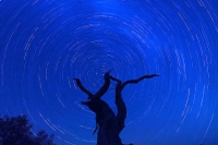 望星空·北塔山胡楊