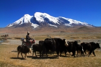 慕士塔格峰下·牧歸