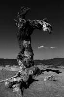 雖死猶榮·北塔山胡楊