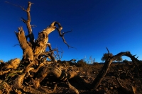 巍然屹立·不朽的胡楊