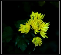 秋菊