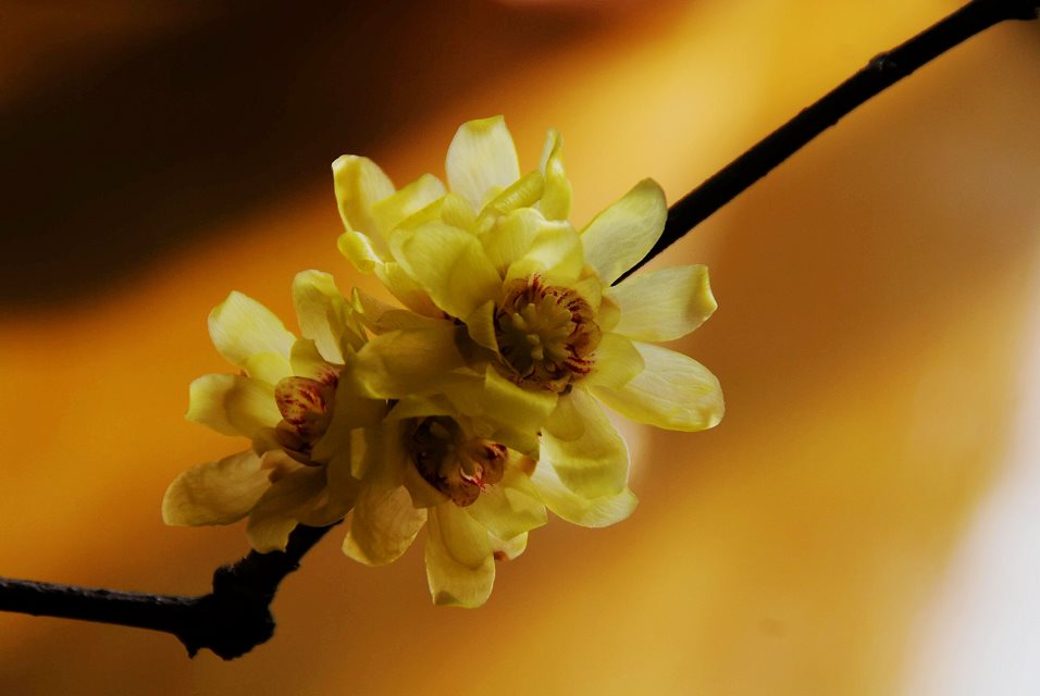 花枝俏，萬里春