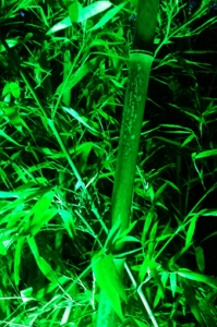 一竹獨(dú)秀