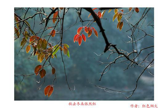 秋去冬來依然紅
