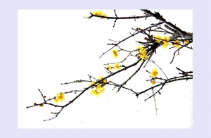 臘梅花