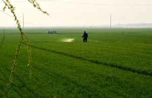 春風(fēng)又綠淮河岸