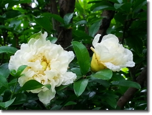 石榴花開