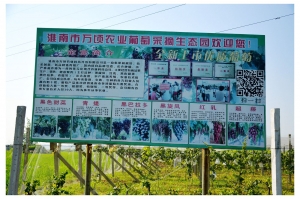 淮南萬(wàn)頃農(nóng)業(yè)葡萄生態(tài)園