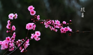 報(bào)春